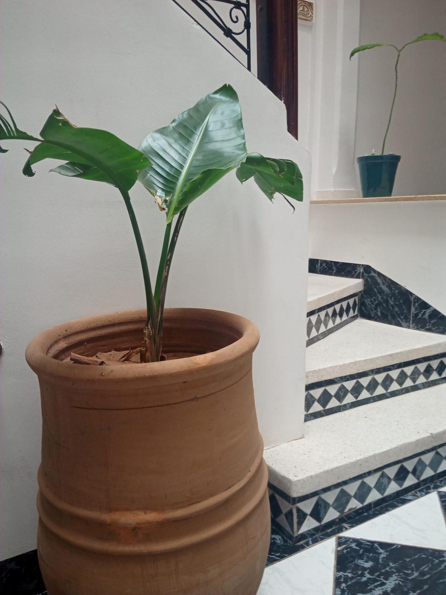 Riad Sun And Swim Marrakech マラケシュ エクステリア 写真